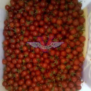 Mexico Midget Tomato