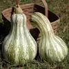 Green Striped Cushaw Squash