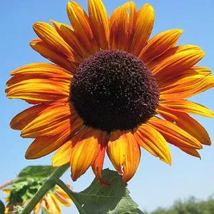 Autumn Beauty Sunflower