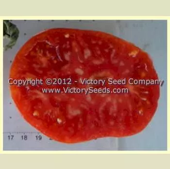 Pruden's Purple Tomato