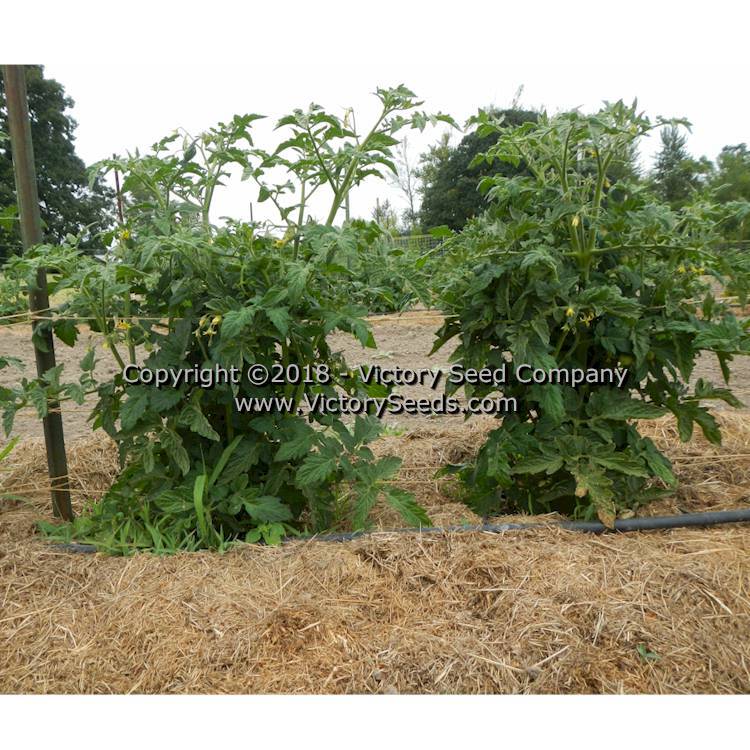 Dwarf Mary's Cherry Tomato