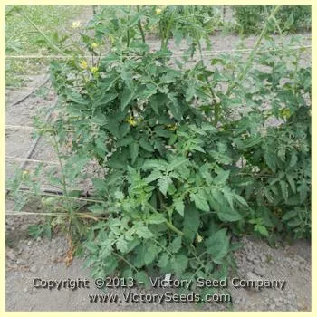 Pineapple Tomato