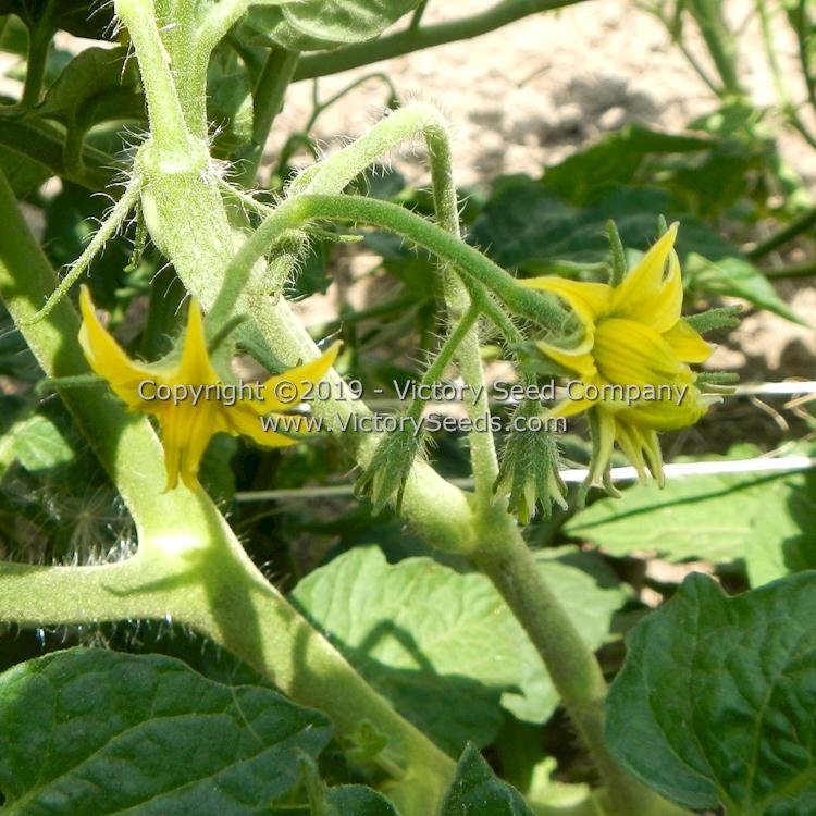 Dwarf Almandine Tomato