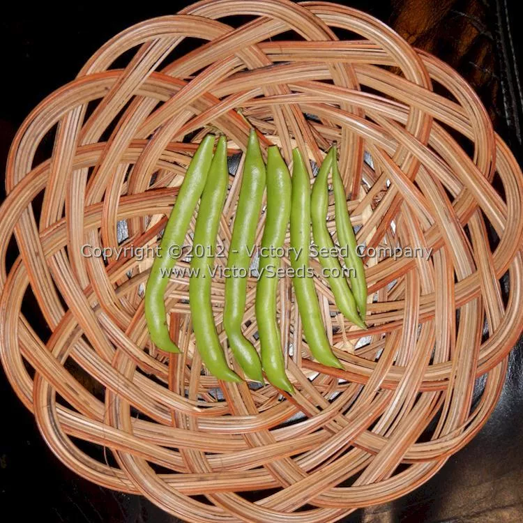 Blue Lake FM-1K Pole Green Garden Bean