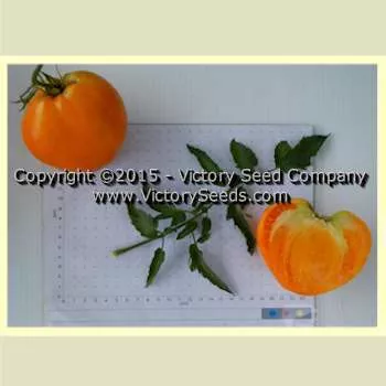 Aunt Sophie's Tomato