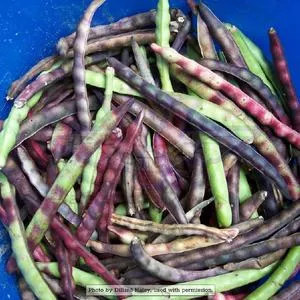 Knuckle Purplehull Southern Pea