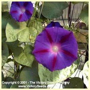 Morning Glory, Grandpa Otts