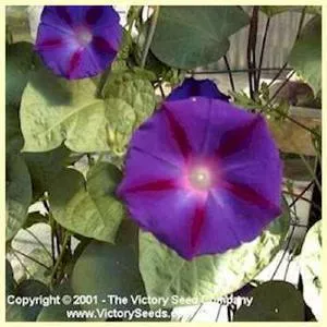 Morning Glory, Grandpa Otts