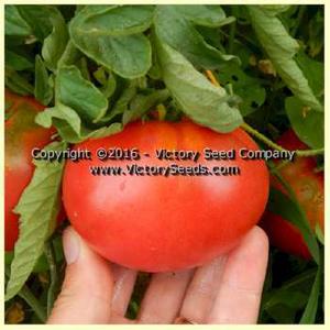 June Pink Tomato
