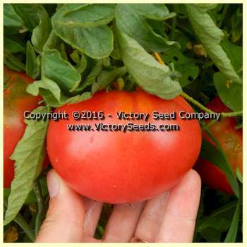 June Pink Tomato