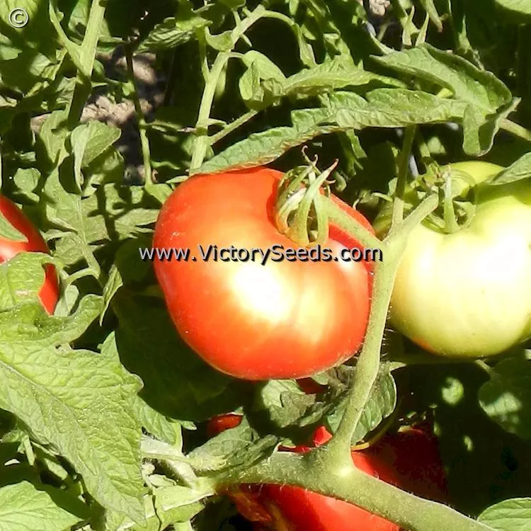 Cal Ace Tomato