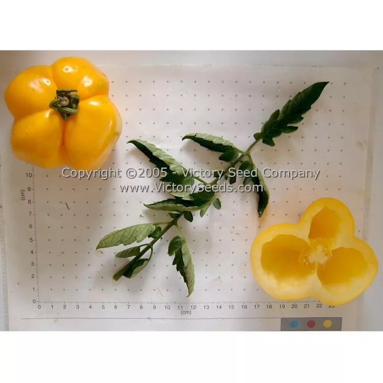 Yellow Stuffer (aka Golden Stuffer) Tomato