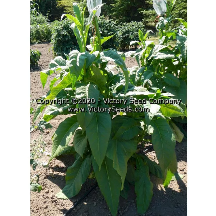 Broad Leaf Orinoco (aka Broadleaf Orinoco) Tobacco