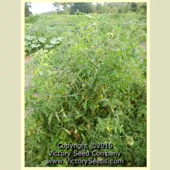 June Pink Tomato