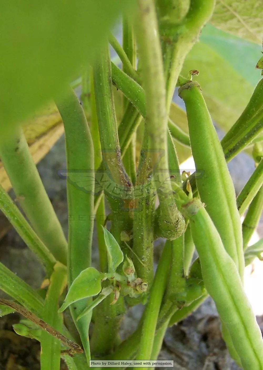 Topcrop (Top Crop) Bush Green Garden Bean