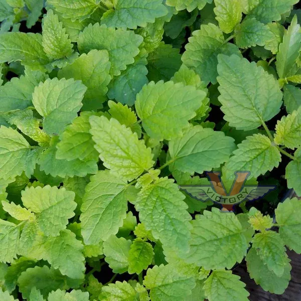 Lemon Balm