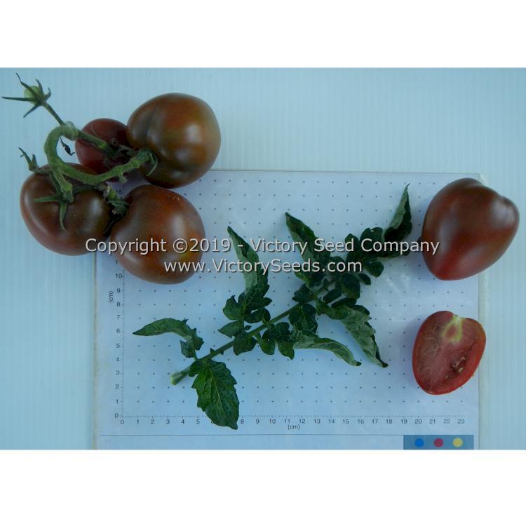 Aussie Drop Tomato