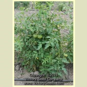 Gulf State Market (Livingston's Strain) Tomato