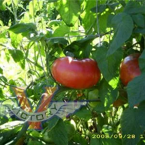 Brandywine, Sudduth Strain - Tomato