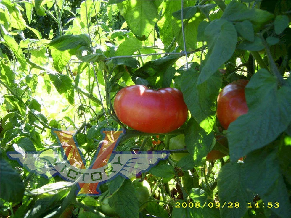 Brandywine, Sudduth Strain - Tomato