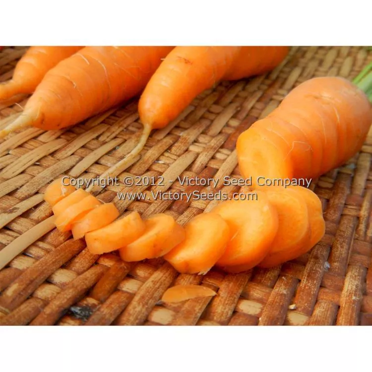Royal Chantenay Carrot