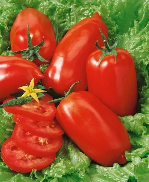Martino's Roma Tomato