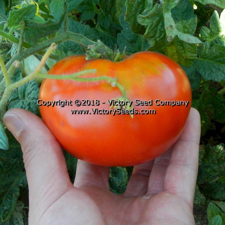 Dwarf Hannah's Prize Tomato