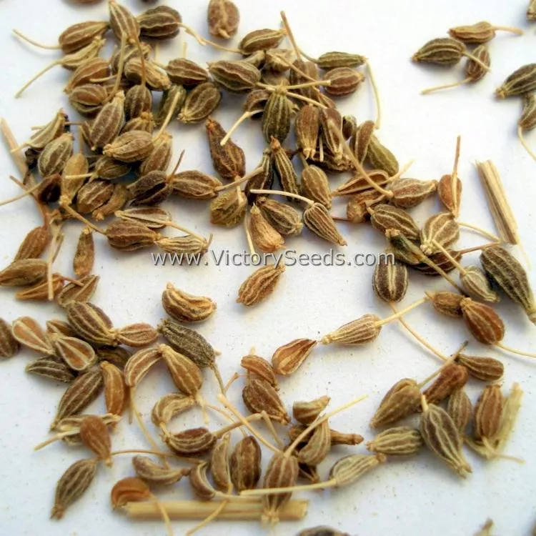 Anise