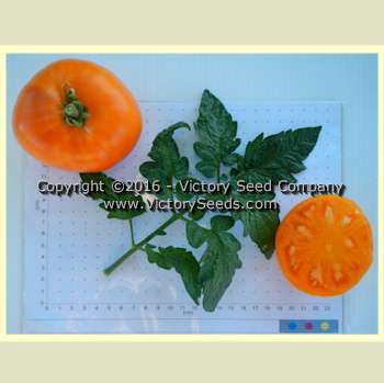 Loxton Lass Tomato