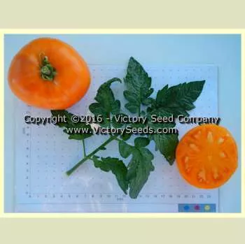 Loxton Lass Tomato