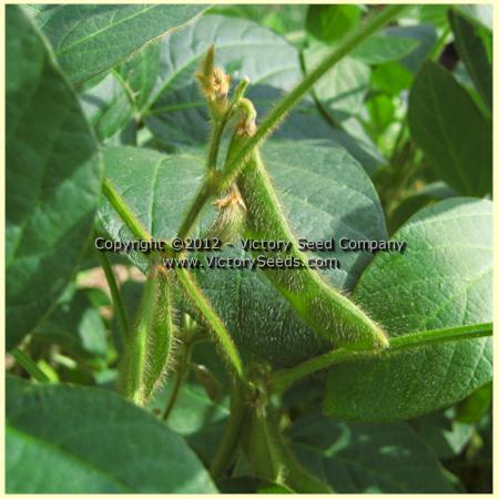 Tengamine Soybean