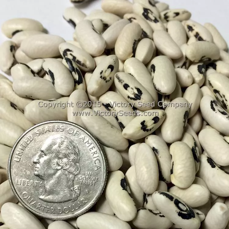 Brittle Wax (Brittlewax) Bush Snap Garden Bean
