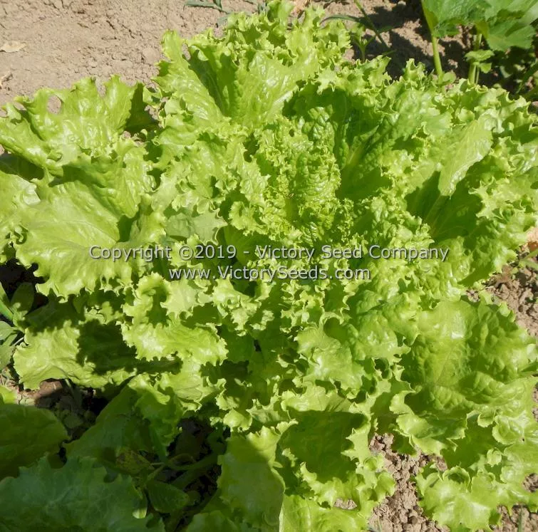 Waldmann's Green Leaf Lettuce