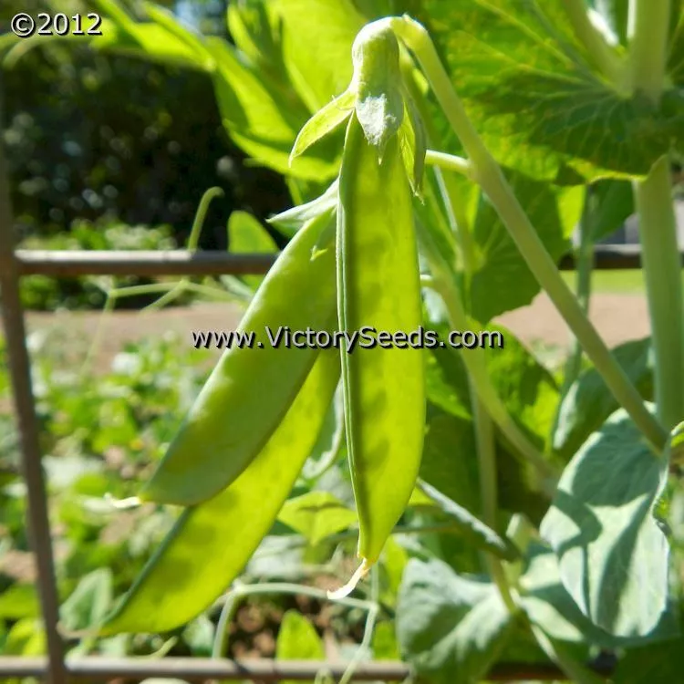 Willet's Wonder Pea