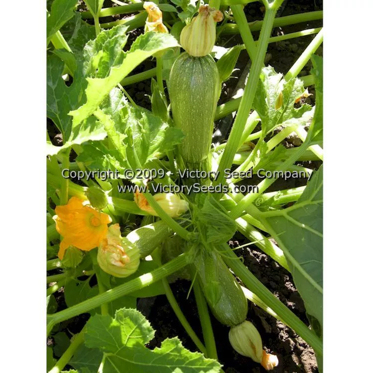 Grey Zucchini Summer Squash