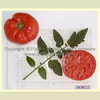Acme, De Giorgi Tomato