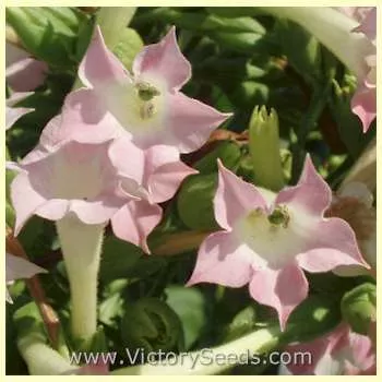 Yellow Orinoco Tobacco