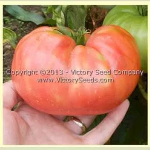 Pruden's Purple Tomato