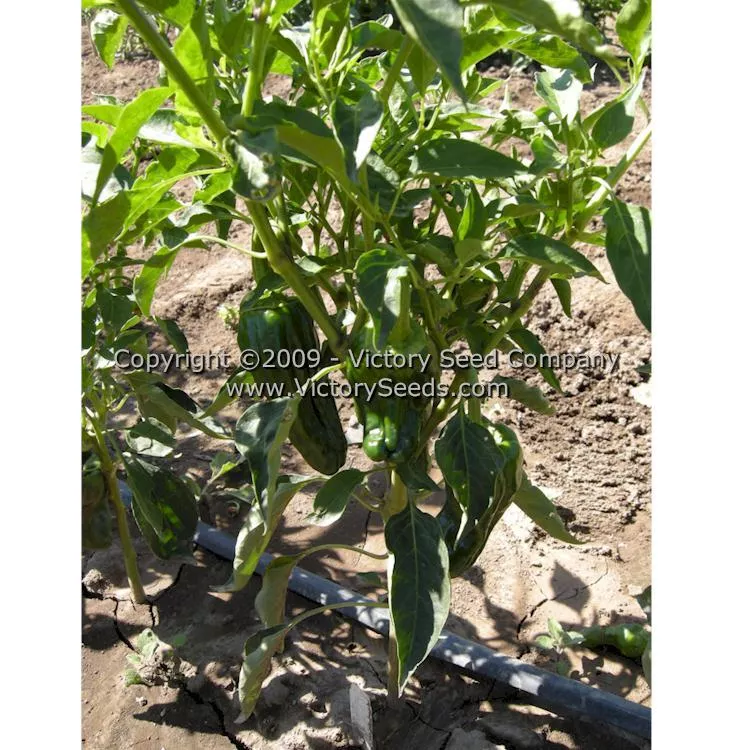 Poblano (Ancho) Hot Pepper