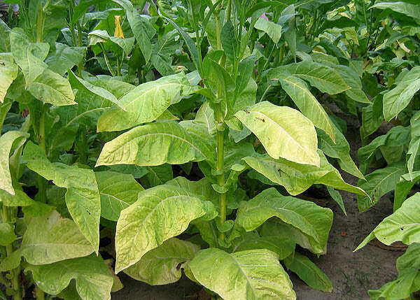 PYKY 171 Tobacco