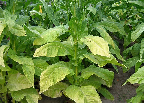 PYKY 171 Tobacco