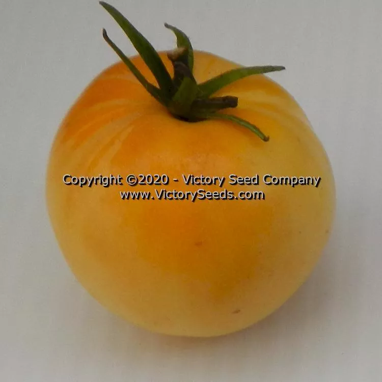 Dwarf Pico's Pride Tomato