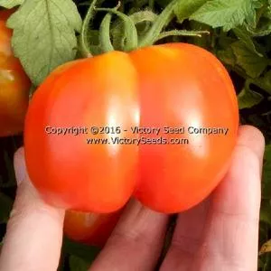Red Stuffer Tomato