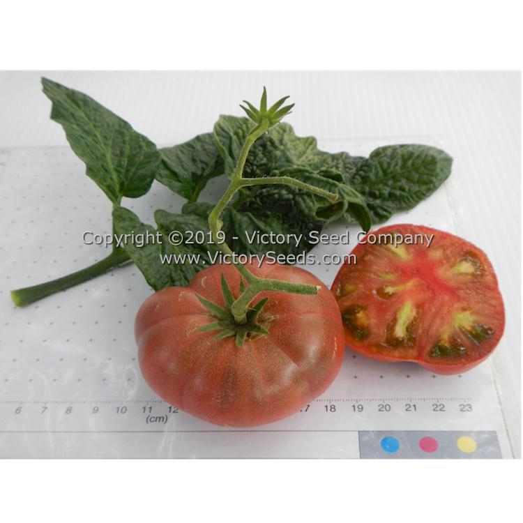 Dwarf Vince's Haze Tomato