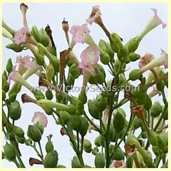 Glessnor Tobacco