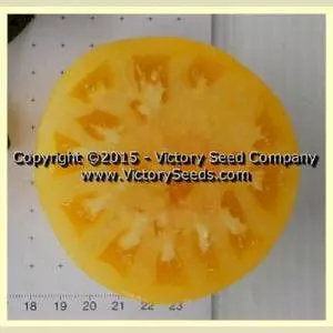 Dwarf Sweet Sue Tomato