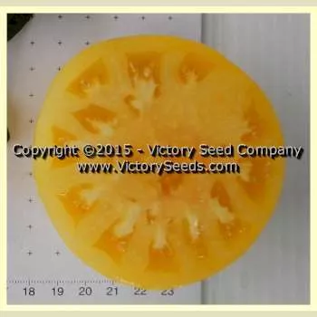 Dwarf Sweet Sue Tomato