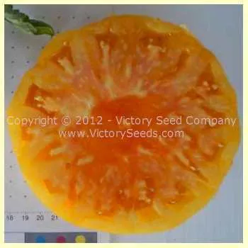 German Yellow Stripe Tomato