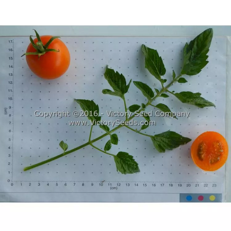Jaune Flammée Tomato