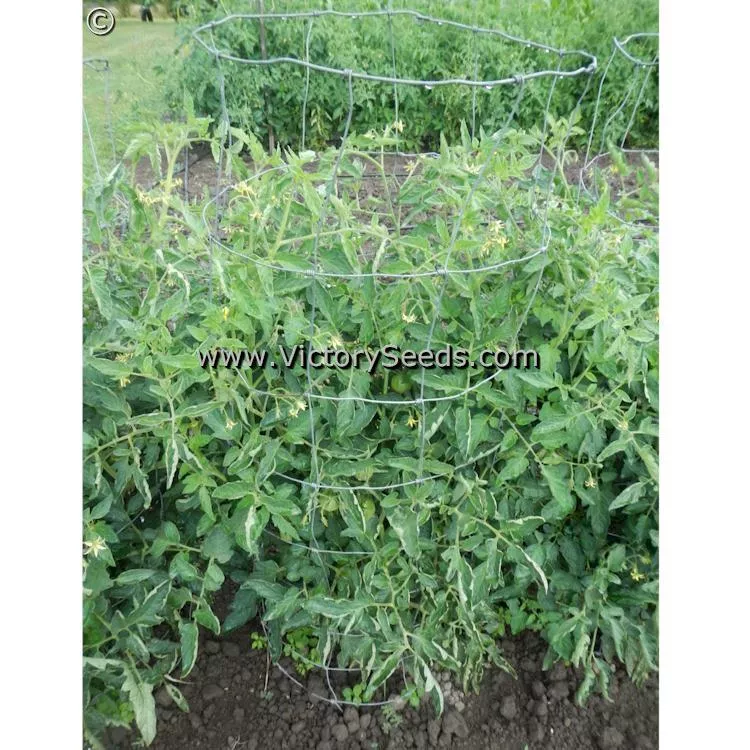 Pritchard (Scarlet Topper) Tomato